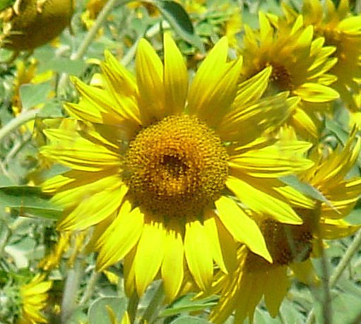 girasole01.jpg