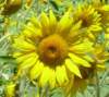 girasole01_small.jpg