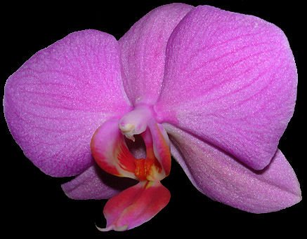 orchideafuxia03.jpg