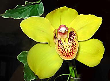 orchideagiallacopia.jpg