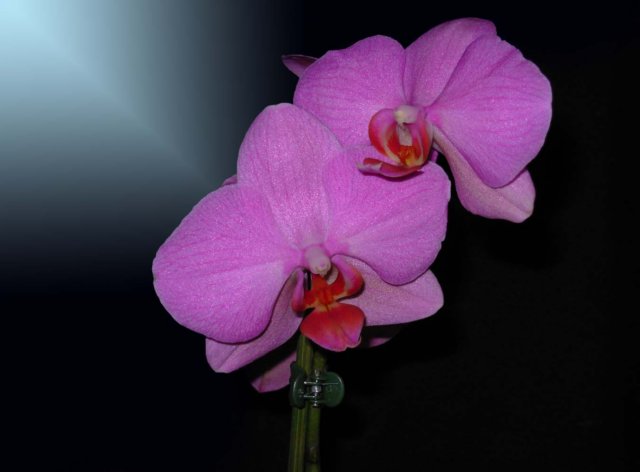 orchideefuxiacopia.jpg