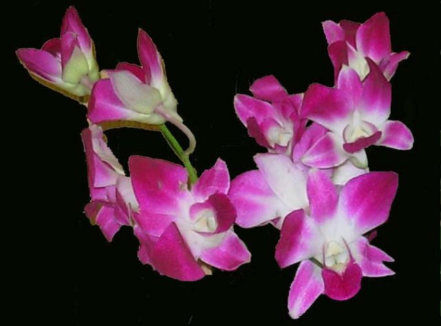 orchideeviola.jpg