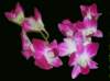 orchideeviola_small.jpg